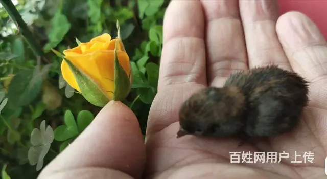 芦丁鸡和种蛋出售 - 图片 12