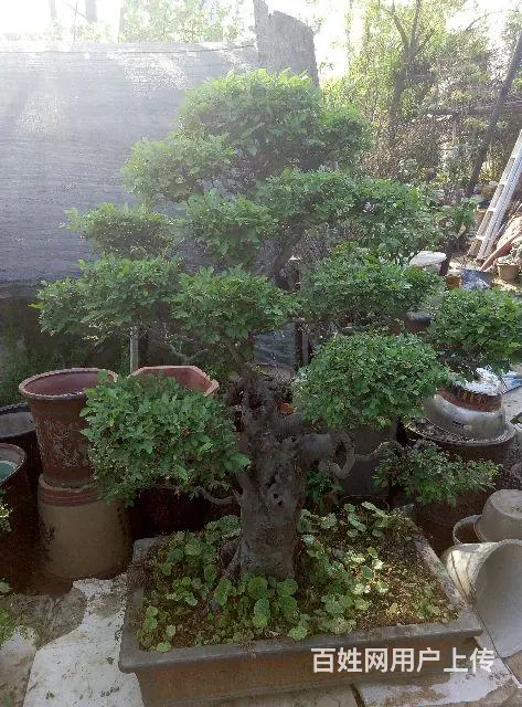 罗汉松，五针松，树桩等盆景大量销售 - 图片 2