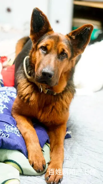 【搞定了！】免费领养德国黑背牧羊犬驱虫洗澡犬五联全 - 图片 4
