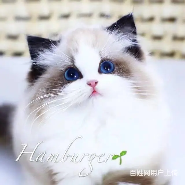 哪里有布偶猫卖的 布偶猫多少钱 布偶猫成年多重 - 图片 6
