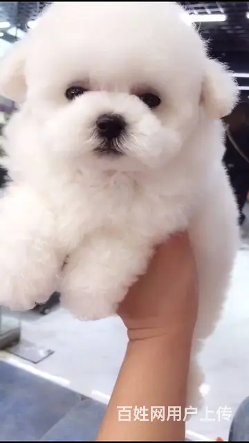 淄博活泼可爱纯种比熊幼犬宝宝血统纯正毛量丰富 - 图片 2
