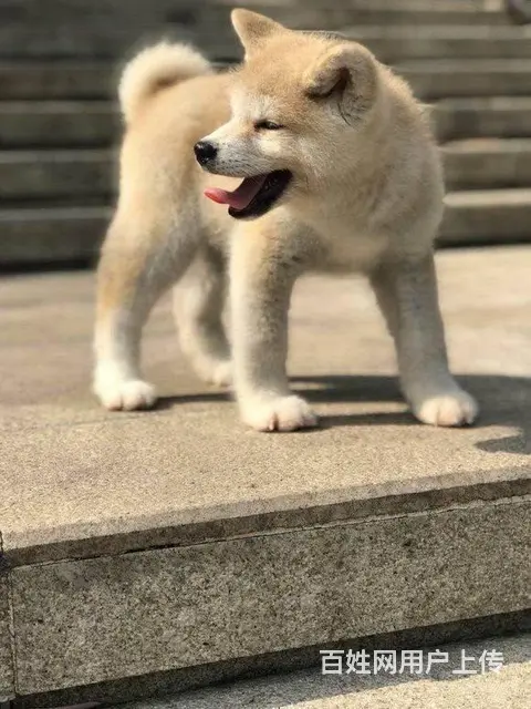 纯种秋田犬价格 纯种秋田犬去哪里买 繁殖秋田犬 - 图片 4