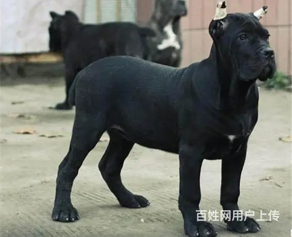 包头买卡斯罗去哪家店靠谱 靠谱卡斯罗卖家 - 图片 5