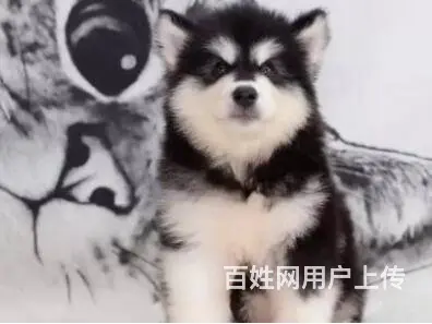 承德阿拉斯加怎么卖 家养阿拉斯加 保健康 - 图片 5
