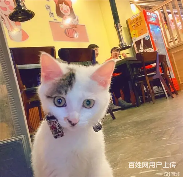 （同城搜铺网）老城蓝湾国际90平烤肉店转让 - 图片 4