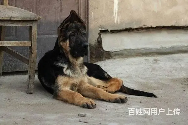 纯种锤系德国牧羊犬出售 锤系德牧价格 北京德牧犬舍 - 图片 3