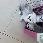 出售银渐层