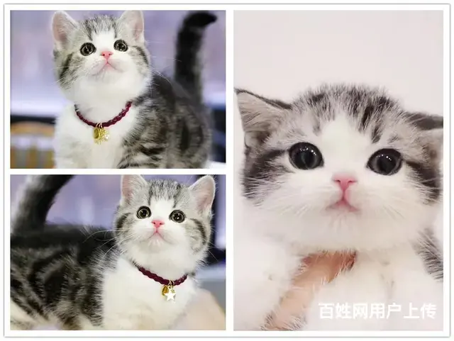 常州自家猫舍繁殖美短多少钱一只保纯种健康 - 图片 5