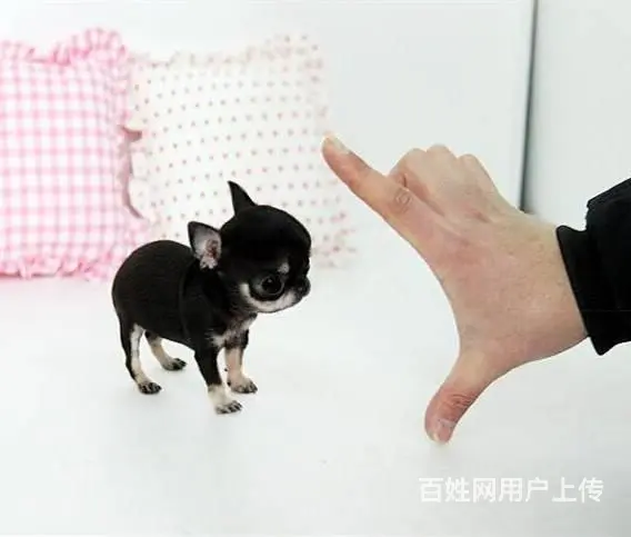 纯种吉娃娃价格 茶杯体苹果头吉娃娃幼犬出售 - 图片 3