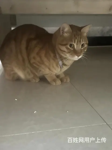 武汉专业找猫寻狗团队 - 图片 1