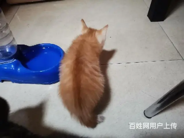 【搞定了！】赠送自家养小猫 - 图片 2