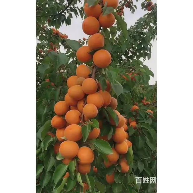 真心成家 - 图片 3