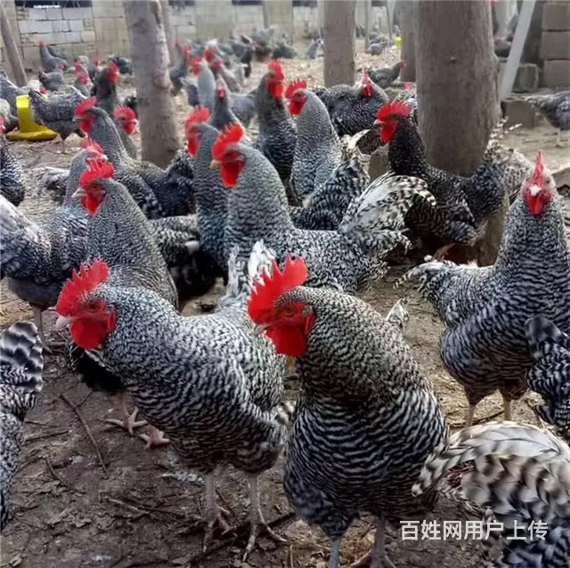 烟台鸡苗，烟台小鸡苗小鹅，烟台鹅苗 - 图片 6
