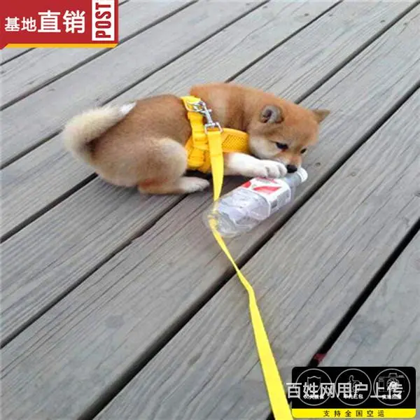 崇左哪里有卖柴犬宠物狗 柴犬宠物店在哪 - 图片 1