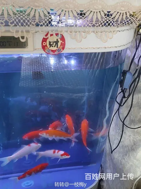 出售～欧式鱼缸《水族箱》 - 图片 5