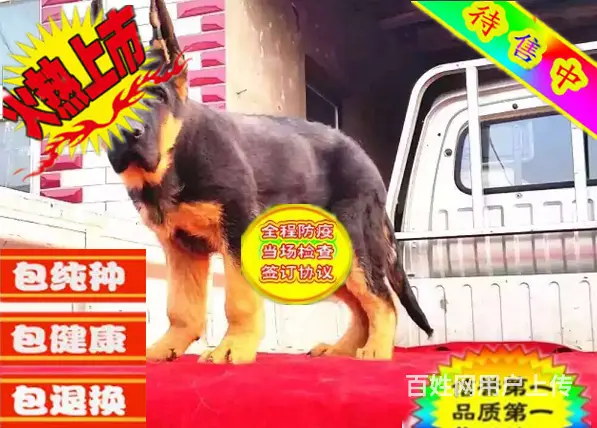 纯种德国牧羊犬赛级德牧锤系德牧 品质保证 - 图片 6