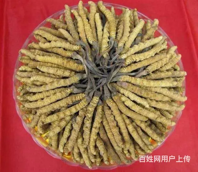中牟回收冬虫夏草/燕窝鱼胶/黄金首饰正常报价 - 图片 2
