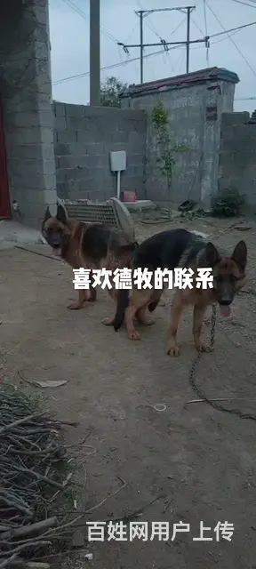 德牧灰泰迪借配 - 图片