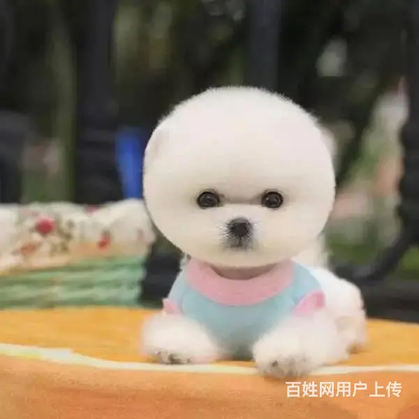 哈多利球体博美 小体博美 健康纯种 可上门挑选 - 图片 3