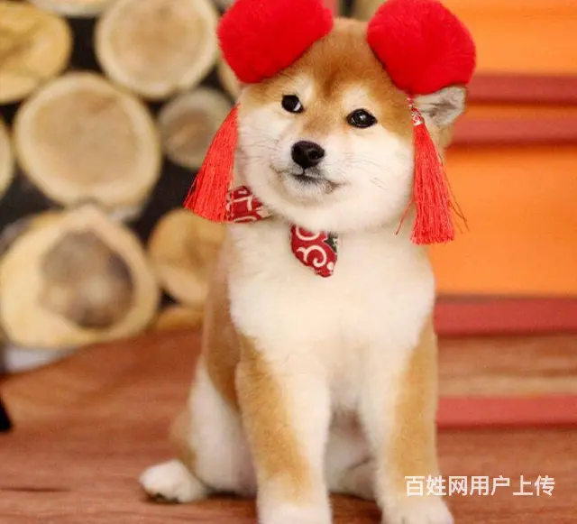 纯种柴犬 赤红色柴犬 黑色柴犬 三个月包退换保健康 - 图片 1
