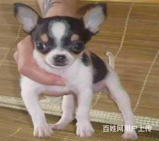 家养一窝吉娃娃便宜出售了 喜欢的来家里看狗 - 图片 1