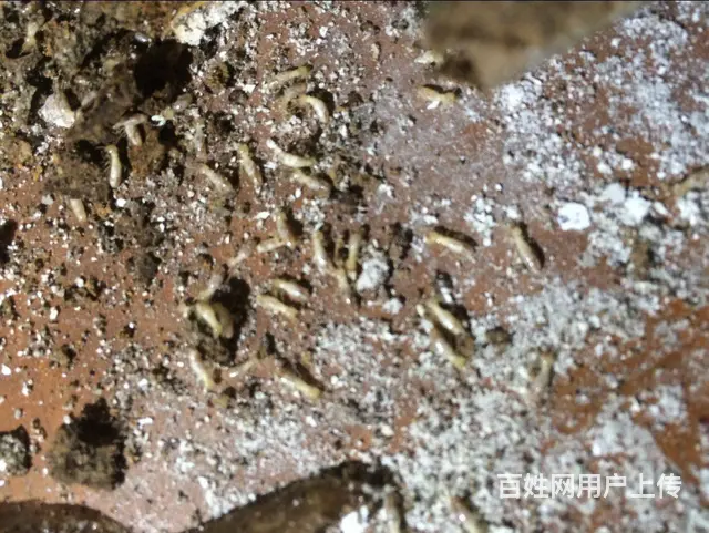 德阳灭飞蚂蚁白蚁防治黑色翅膀白蚁 - 图片 6