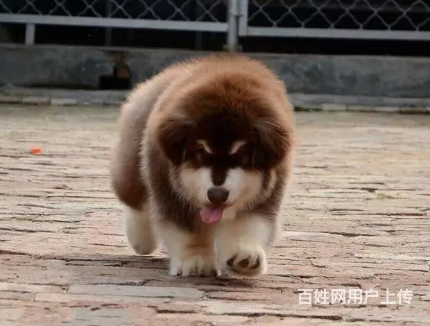 巨型阿拉斯加幼犬 颜色齐全 保纯保健康 可全国发货 - 图片 4