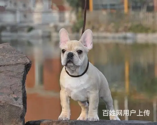 一只法斗幼犬多少钱 法斗犬价格大全_全国发货 - 图片 6