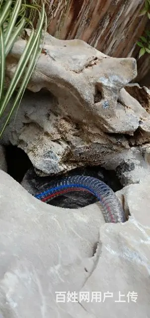 苏州锦鲤养殖场常年出售各类中高档优质锦鲤鱼 - 图片 12