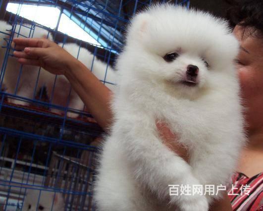 北京哪裡出售博美犬 純種博美幼犬 賽級博美的圖片