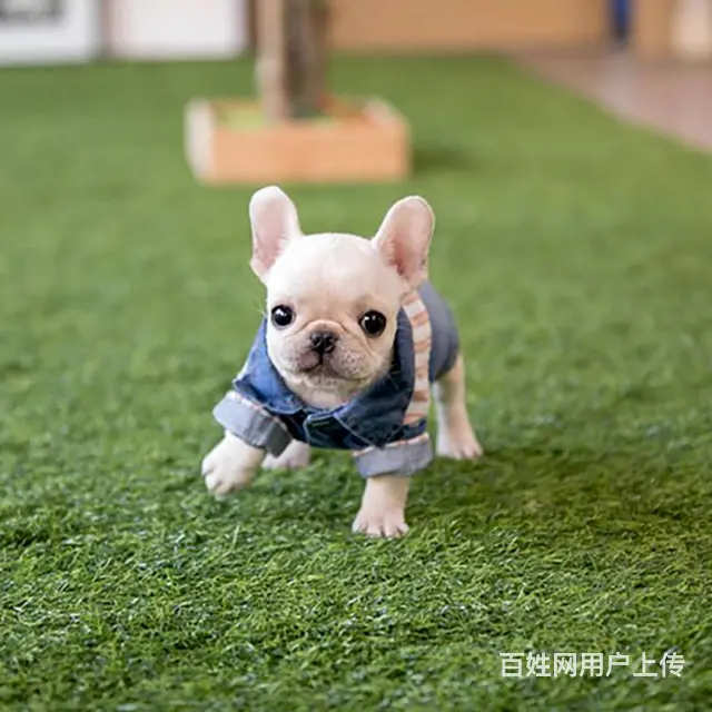 北京本地出售法国斗牛犬 纯种法国斗牛犬 法牛幼犬 - 图片 7