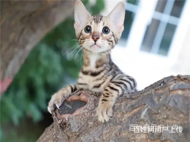 江苏徐州双血统豹猫价格多少 - 图片 9