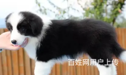 邢台边牧多少钱一只 邢台边牧怎么卖 邢台边牧价格 - 图片 10