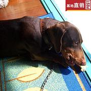 西双版纳【十年老店】常年繁殖优质血统腊肠犬幼犬