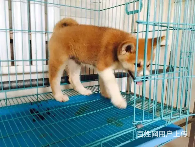 琼海【*推荐】秋田犬舍‖秋田养殖场 - 图片 10