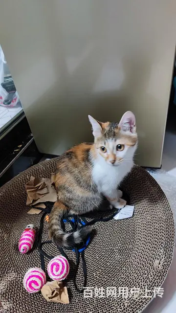 小橘猫找人领养 - 图片 4