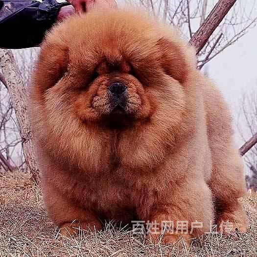 北京朝阳区哪里出售松狮 松狮好养吗