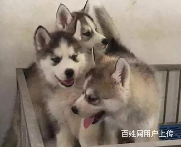 赤峰哈士奇犬舍基地常年出售纯种哈士奇双血哈士奇幼犬 - 图片 10