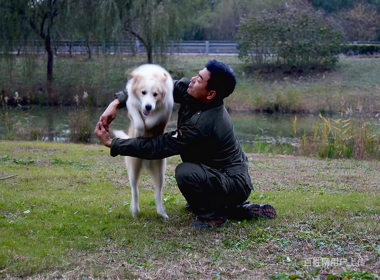 无锡宠物训练,训狗训犬哪家好
