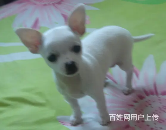 琼海吉娃娃养殖户 繁殖吉娃娃幼犬的地址 - 图片 12