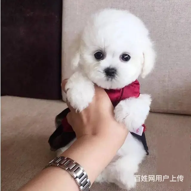 北京出售精品比熊幼犬疫苗齐全可签协议多窝可选 - 图片 2