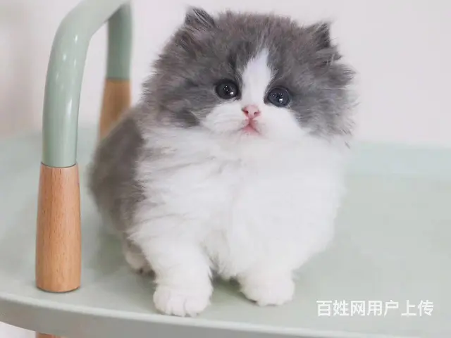 曼基康矮脚猫多少钱 拿破仑好养吗 矮脚拿破仑照片 - 图片 2