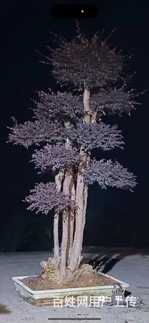 金豆盆景转让榆树盆景转让 - 图片 8