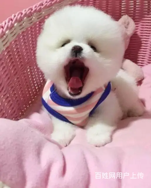 纯种博美幼犬 现对外出售，正宗，纯正 - 图片 8