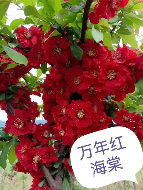 抚顺顺城顶级的树苗免费咨询 - 图片 1