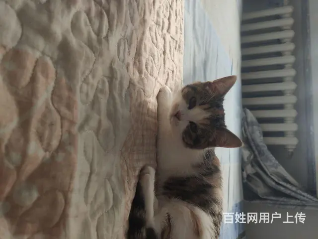 小花猫。 - 图片 1