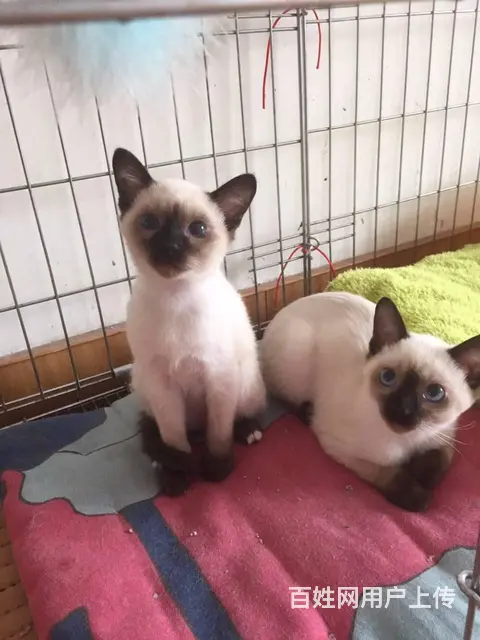 短毛猫 泰国暹罗猫 包飞 - 图片 1