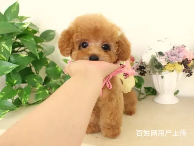 出售泰迪,泰迪幼犬,超小卡哇伊泰迪犬,包纯种签协议 - 图片 7