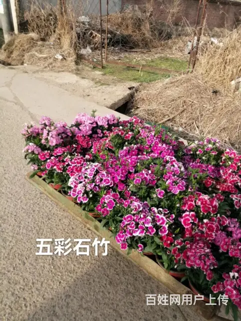 抚顺望花树苗推荐 - 图片 1