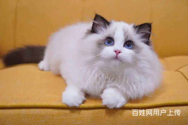 布偶猫多少钱一只 布偶猫肠胃好吗 图片价位 - 图片 3